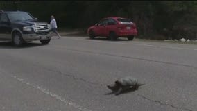 Bloomington turtles getting extra protection