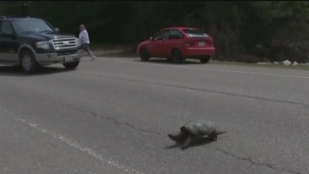 Bloomington turtles getting extra protection
