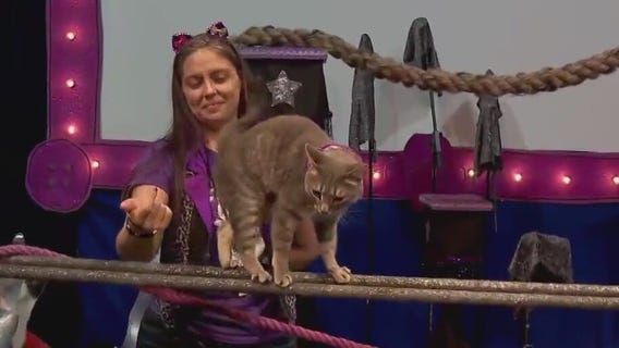 The Amazing Acro-Cats bring their talents to Minneapolis