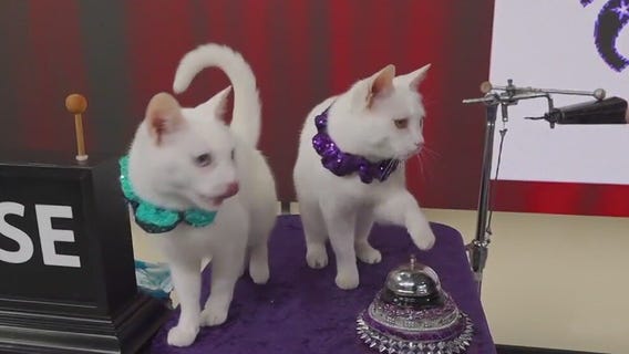 Amazing Acro-Cats stop by Good Day