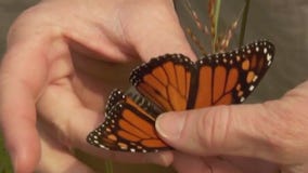 Help track monarch butterflies before their journey