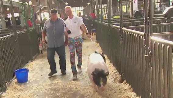 Ian Leonard learns the sport of pig walking