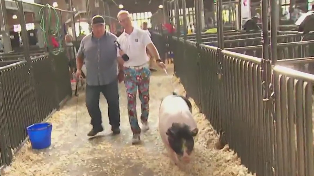 Ian Leonard learns the sport of pig walking