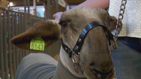 4-H livestock show at MN State Fair