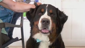 Dogs at the Minnesota State Fair