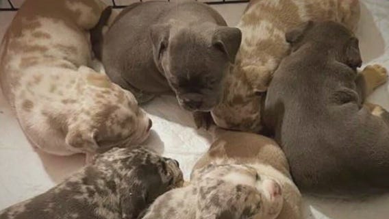 Puppies stolen from Golden Valley home