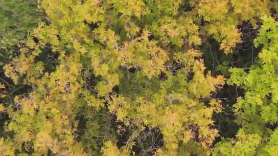 Minnesota DNR launches fall color tracker