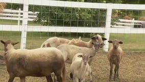 Twin Cities fall destinations: Ferguson?s Minnesota Harvest