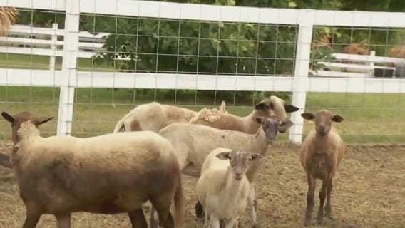 Twin Cities fall destinations: Ferguson?s Minnesota Harvest