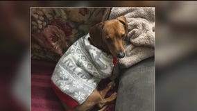 Burnsville family car, dog stolen