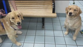 Family mistakenly takes wrong dog from day care