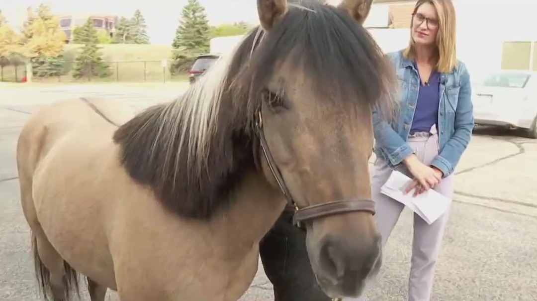 'Hay There' fundraiser for MN therapy horses