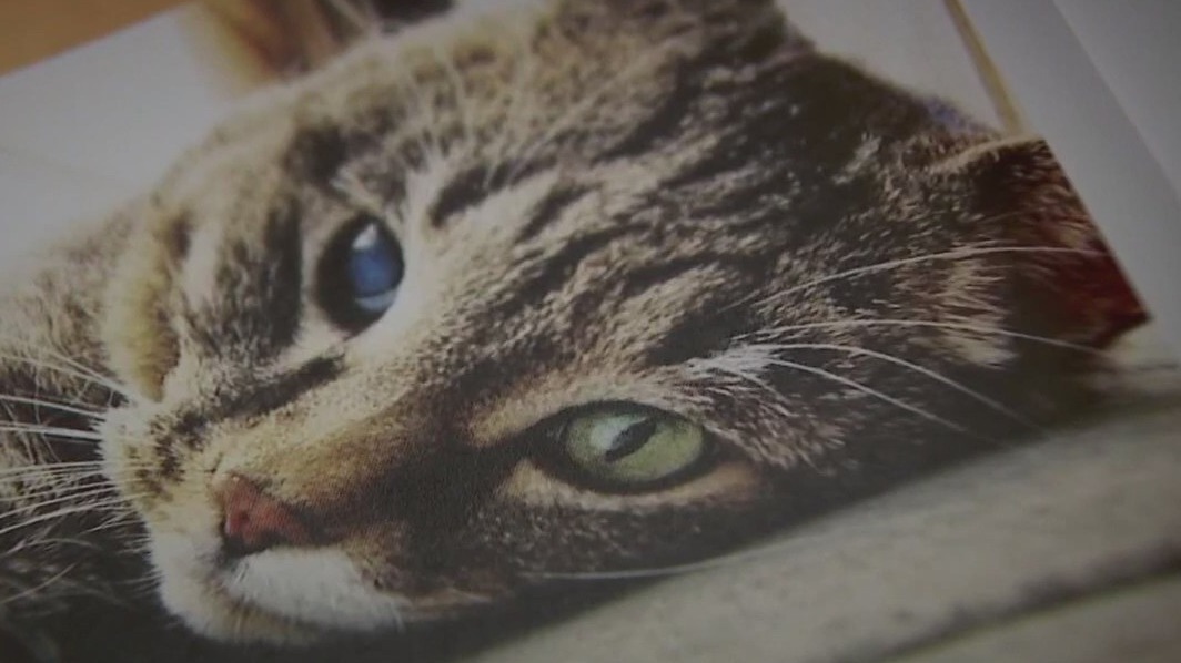 An ode to Steve the cat