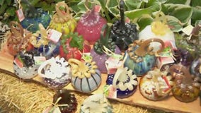 MN Landscape Arboretum's delicate pumpkin patch