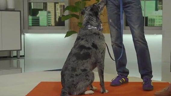 Can you teach an old dog new tricks?