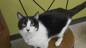 Coffee, cuddles at Roseville?s new cat cafe