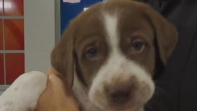 Second Hand Hounds undergoes rebranding