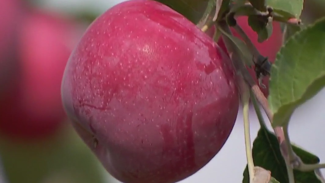 Kudos to Minnesota?s new apple