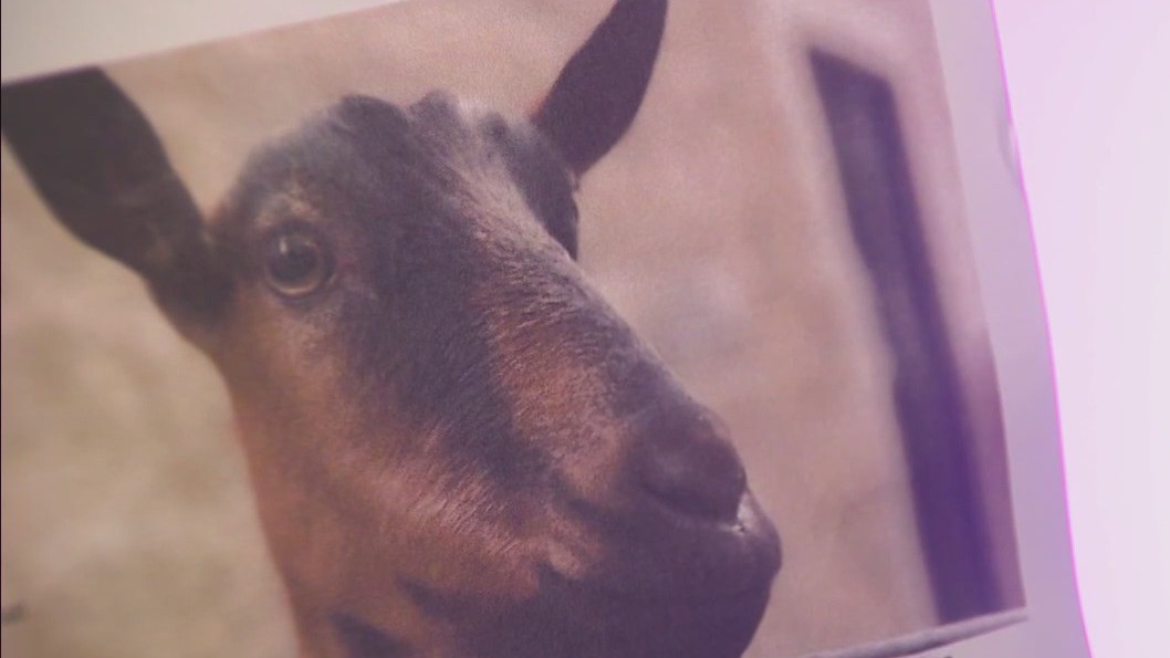 $3K reward offered in goat's killing