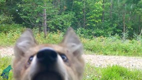 Voyageurs wolf pups caught on camera