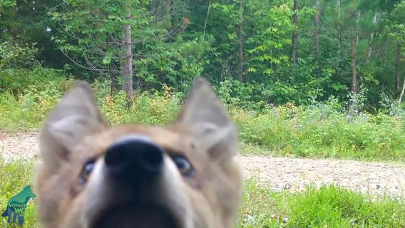Voyageurs wolf pups caught on camera