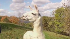 Meet Marty, the guard llama protecting sheep