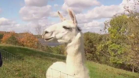 Meet Marty, the guard llama protecting sheep