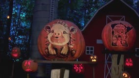 Minnesota Zoo aglow with 5,000 jack-o-lanterns
