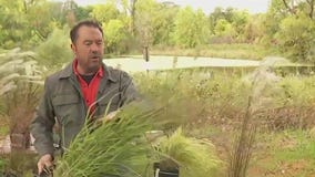 Best ornamental grasses to grow in Minnesota