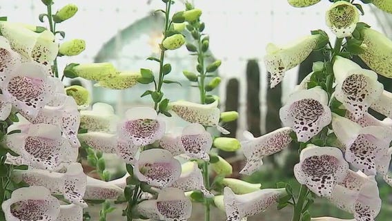Winter flower show at Como Zoo and Conservatory