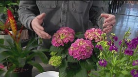 Spring blooms for any space: Garden Guy