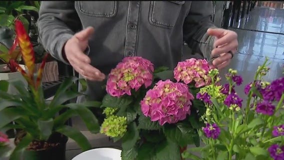 Spring blooms for any space: Garden Guy