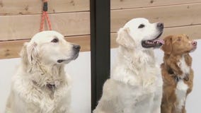 Hopkins doggy daycare, boarding utilizes education