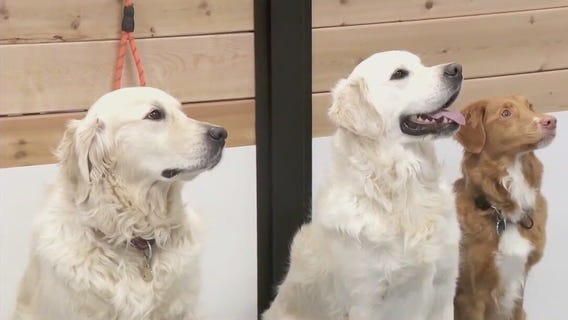 Hopkins doggy daycare, boarding utilizes education