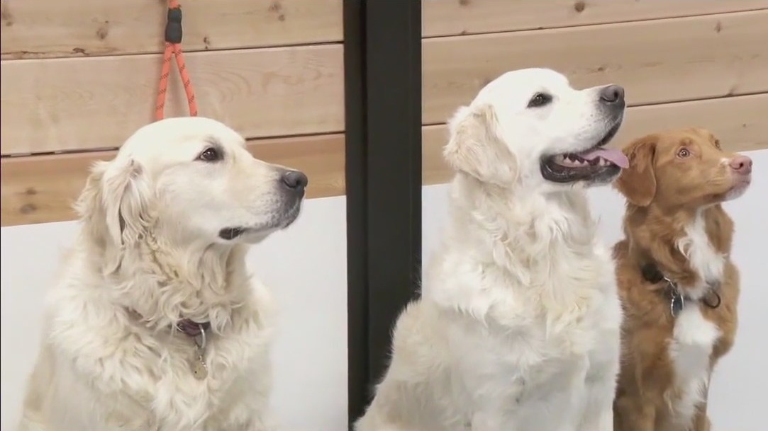 Hopkins doggy daycare, boarding utilizes education