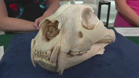 MN Zoo hosting conservation benefit