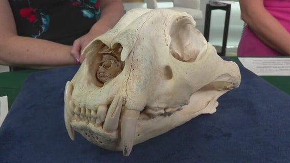 MN Zoo hosting conservation benefit