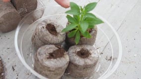 Starting summer vegetable gardens indoors