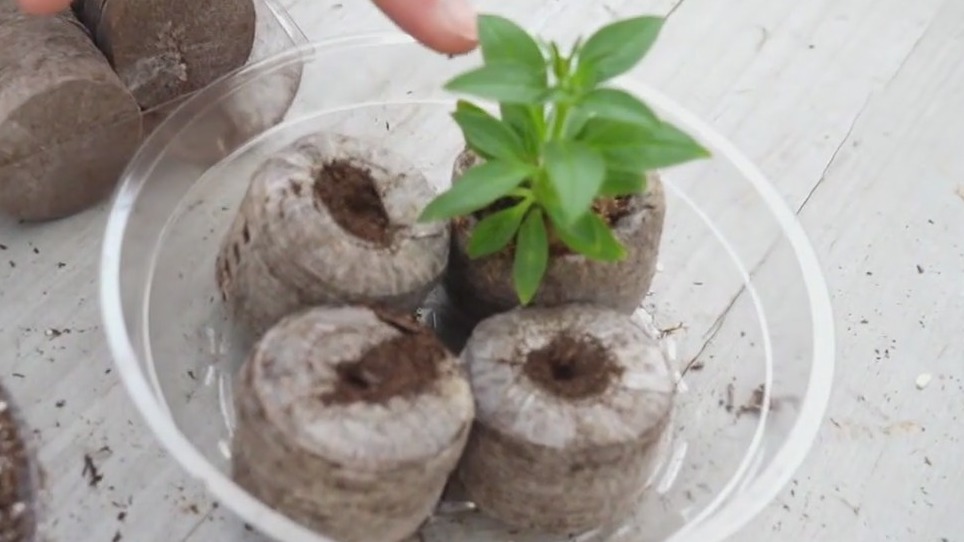 Starting summer vegetable gardens indoors