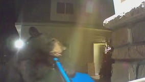 Cambridge bear sightings concerning blind resident