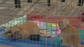 Countdown to AHS ?Walk for Animals?