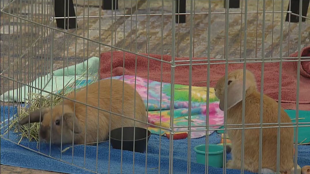 Countdown to AHS ?Walk for Animals?