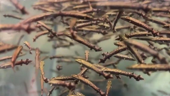 U of M researches study fish DNA to help humans