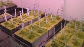 Minnesota marijuana supply questioned by lawmakers