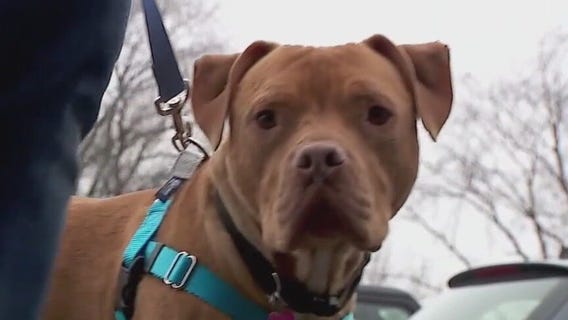 A day in the life of an AHS volunteer