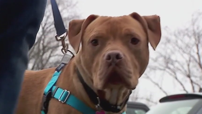 A day in the life of an AHS volunteer