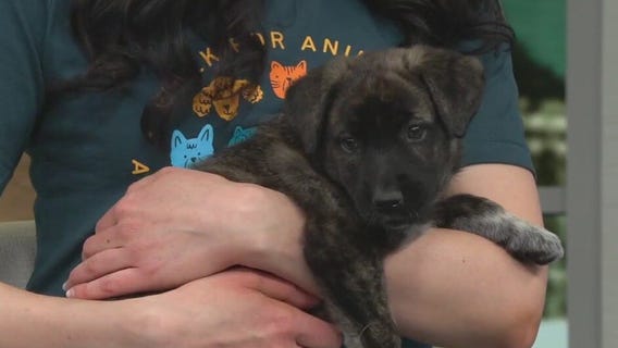 AHS Volunteer Appreciation Week