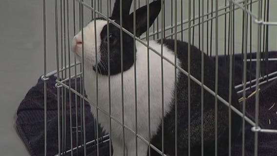 Animal Humane Society to host career workshops