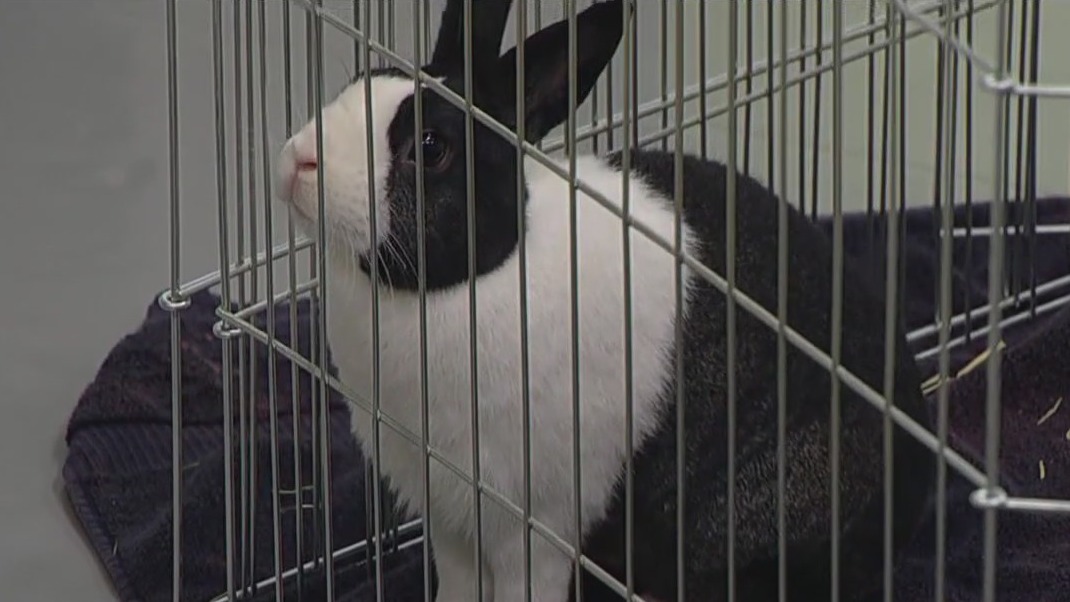 Animal Humane Society to host career workshops