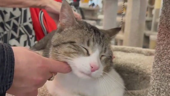 St. Paul Art Crawl with a different kind of art, cats